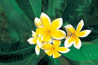 Trutnov, Společenské centrum Uffo, Jiří Kolbaba: To je Havaj!