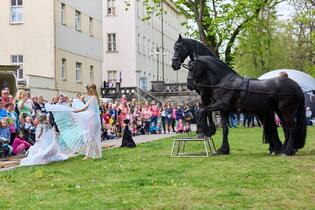 Trutnov, They're carrying him! city dragon festival, Friesian horses, photo Miloš Šálek