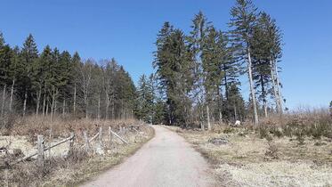 Trutnov, Voletinský okruh, Voletiny, lesní cesta