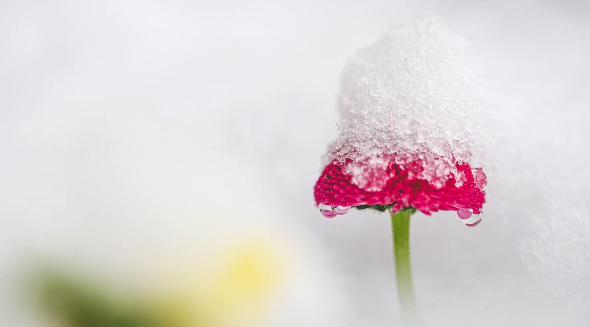 Trutnov, Lenka Hurdálková - Domovina